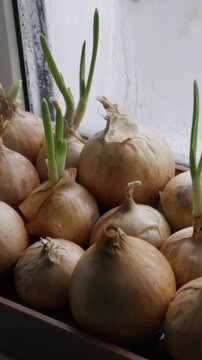 Onion bulbs with green shoots sprout in a container. They sit on a windowsill with condensation on the glass, illuminated by natural light.