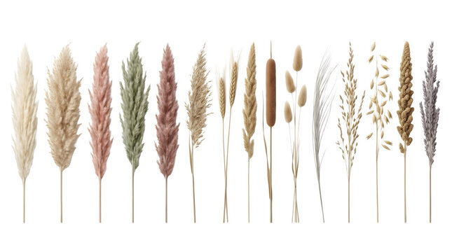 Set of dried flowers and plants, pampas grass, reeds, wheat, and bunny tails isolated on transparent background