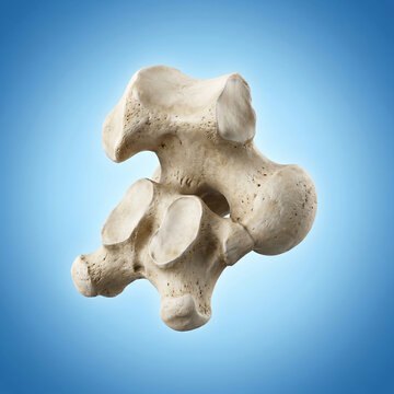 Highly detailed medical illustration of human talus bone anatomy showing isolated ankle joint skeletal structure with white textured surface for orthopedic osteology study clinical education and resea