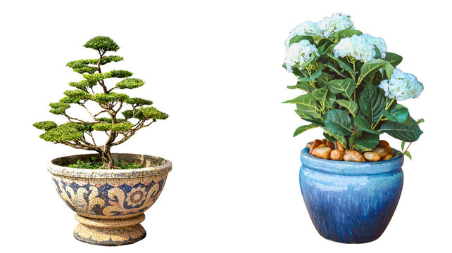 Bonsai tree and hydrangea plant in ceramic pots with hydrangea interior houseplant miniature decorative ornamental botanical container