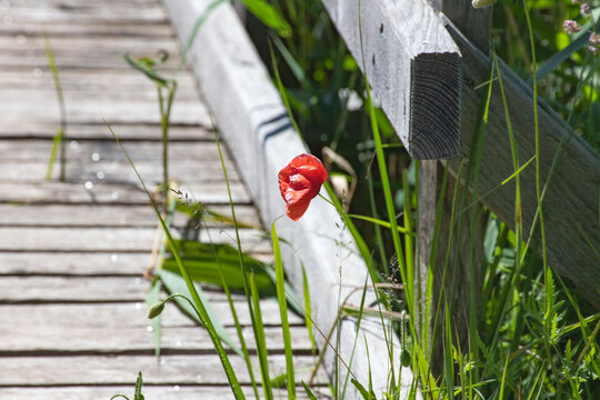 Mohnblume an einer Brücke