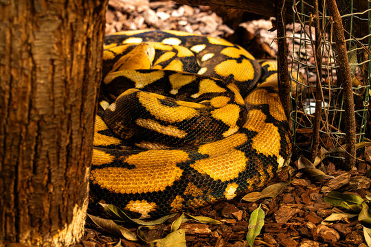 the coils of a reticulated python, so called because of its yellow-brown colouring with black markings along its back resembling a latticework pattern 