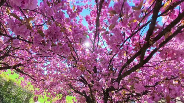 Beautiful Pink Sakura Blossoms Against the Sun and Blue Sky, Wide Angle Spring Nature Background


