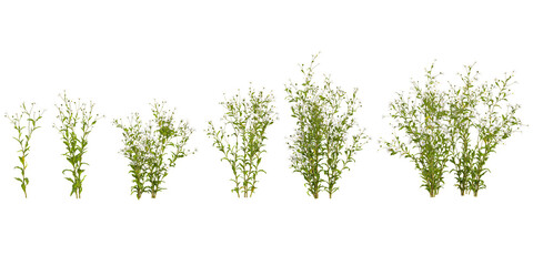 Obraz premium Collection of Actaea plants on transparent background