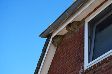 Fototapeta premium Several wild swallow nests made of mud attached to a traditional red brick building wall in rural Germany on a spring day