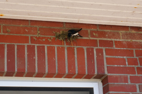 a wild barn swallow (Hirundo rustica) building its mud nest on a traditional red brick house wall on a sunny spring day in Germany.