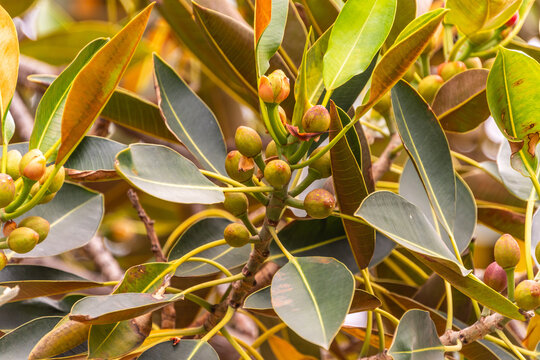 Carissa macrocarpa pertenece a la familia Apocynaceae.
