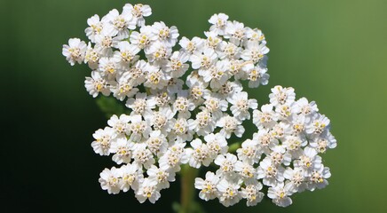 Achillea millefolium (common yarrow) medicinal plant blooming in a meadow © Rita Puteikytė