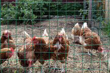 chicken coop in the backyard. roosters and hens in the henhouse.  © Elena