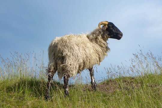 Eine Heidschnucke steht auf dem Deich bei blauem Himmel