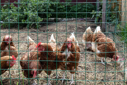 chicken coop in the backyard. roosters and hens in the henhouse. 