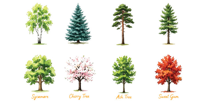Set of various forest tree illustrations with different foliage shapes