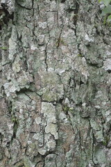 Fototapeta premium Close-up texture of rough old tree bark covered with green lichen and moss, natural organic background pattern.