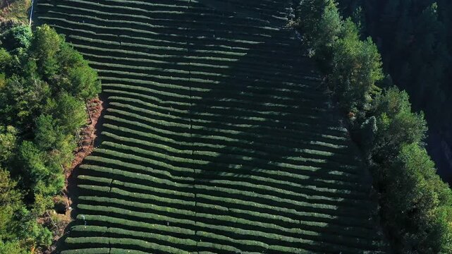 Aerial View of Terraced Tea Plantation on Forested Hillside