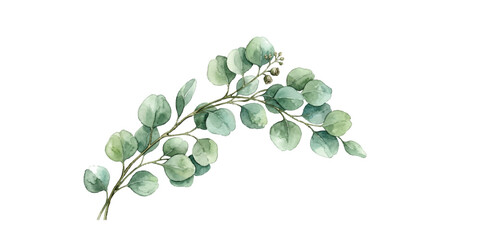 Beautiful watercolor eucalyptus branch with green leaves and berries ©  Designer