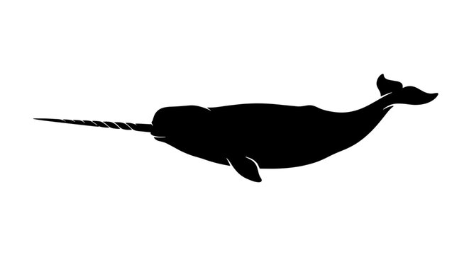 Narwhal silhouette vector illustration, black sea unicorn whale icon, arctic marine animal profile isolated on white background