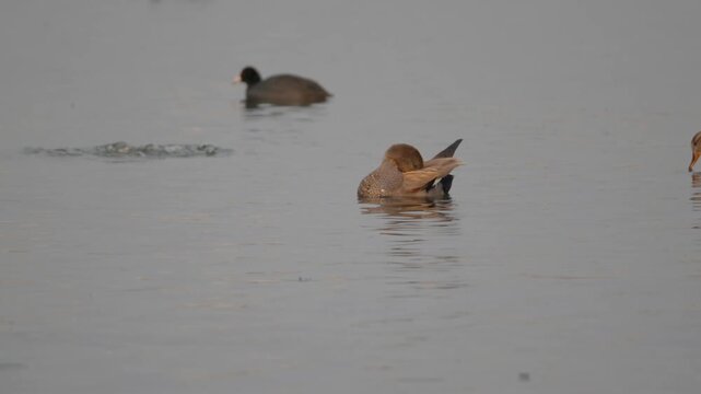 Duck and Coots Resting on Calm Lake Water