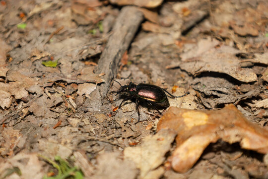 Large dark beetle crawls on dry forest floor among fallen leaves and twigs. Its chitinous shell gleams with a metallic sheen in the sunlight, highlighting the beauty of wild nature microworld in summe