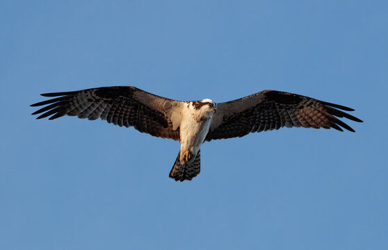 Osprey bird hoving high in the sky