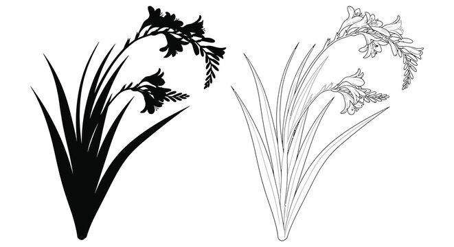 Freesia Flower Arrangement Black Silhouette Against White Background