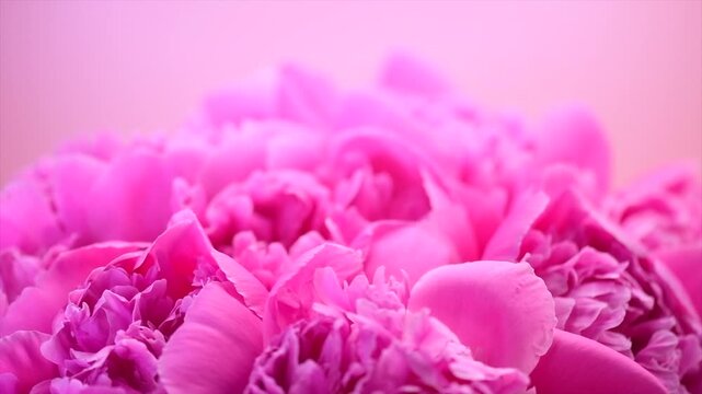Beautiful pink peony bouquet on pink background. Blooming peony or roses flowers rotating close-up. Wedding backdrop, Valentine's Day concept. Birthday bunch. Blossom, flower closeup. Slow motion.