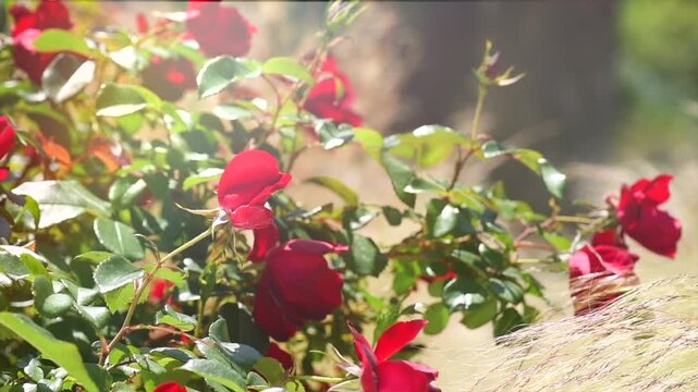 Red roses blooming in a garden, close up. Gardening, landscape design. Rose flowers with working bee macro shot background. Summer Park, flower bed. Slow motion 