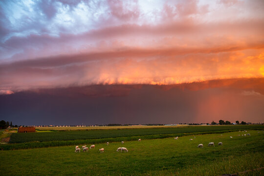 Dramatic sunset storm with shelf cloud over pasture with grazing sheep on green farmland