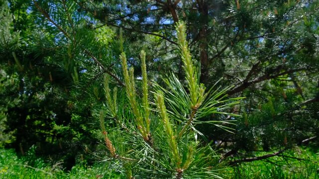 Pine branches stretches out, adorned with vibrant green buds and fresh shoots &mdash; nature&rsquo;s quiet declaration that spring has arrived. Delicate new needles unfurl.