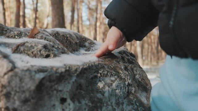 A close-up slow motion shot shows a toddler's hand touching cold snow on a large rock in a pine forest. Concept of childhood curiosity, sensory exploration, and discovering winter textures.
