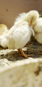 Closeup of fluffy baby chick preening in warm sunlight