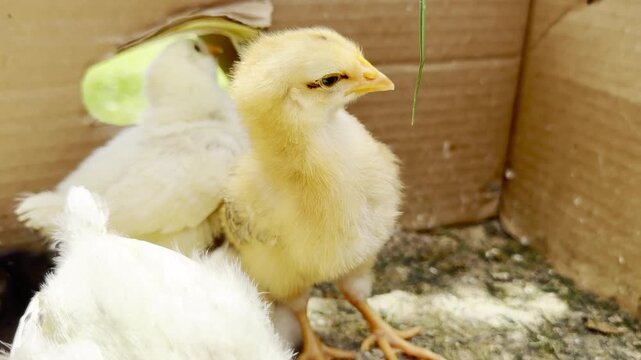 Baby chick group resting in a cardboard brooder box