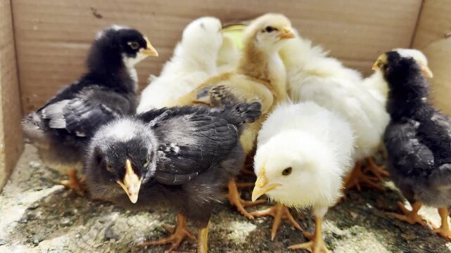 Group of fluffy baby chick resting together in a box