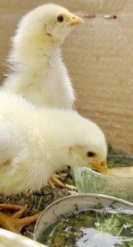 Two baby chick drinking water and pecking fresh feed