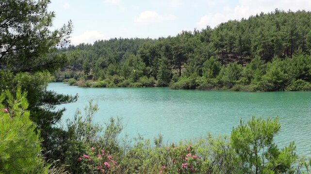 Serene turquoise lake bordered by pine forest in summer