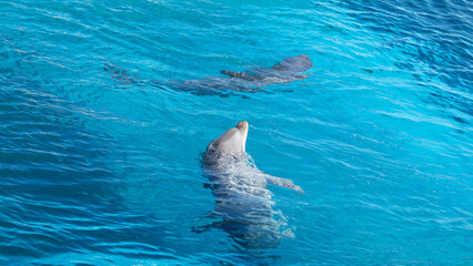 Naklejka premium Mediterraneo Marine Park,&nbsp; Schwimende Delfine, Malta&nbsp;