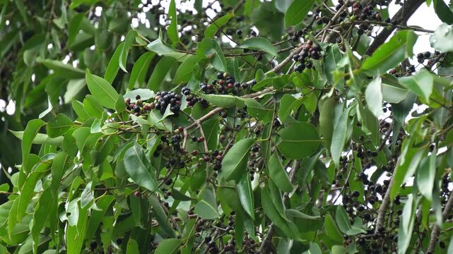Ripe Indian Jamun Fruit Hanging on Horizontal Tree Branches. Its Name as Java Plum Berries, Indian Blackberry, Malabar Plum, Java Plum or Black Plum. Tropical Indian Fruit in Summer Season.