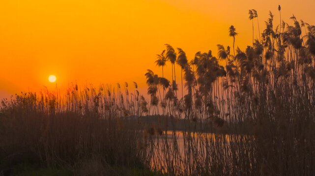 Sunset over Tall Reeds in a Wetland Landscape