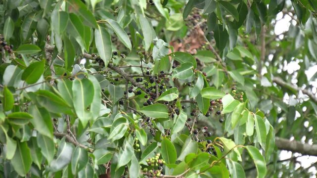 Dense Green Leaves and Canopy of Indian Jamun Tree with Ripe Black Plums Hidden in Branches. Java Plum Berries Growing on Tree Branches, Indian Summer Fruit Season Agriculture Background. Indian Fruit