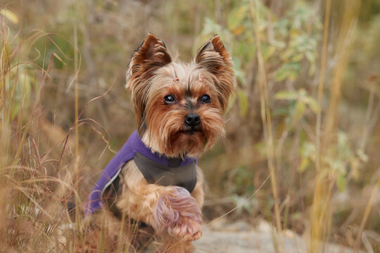 Yorkshire Terrier portrait captured in warm natural surroundings with soft background. Small companion dog enjoying outdoor exploration and travel scenery.