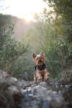 A Yorkshire Terrier stands on a rugged path surrounded by greenery and mountain scenery. Tiny companion animal enjoying outdoor exploration in a natural travel destination.