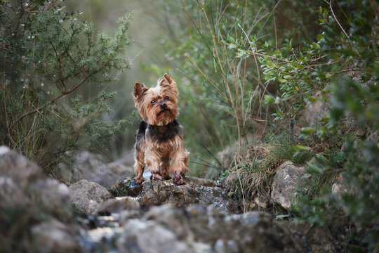 A Yorkshire Terrier sits on rocky terrain surrounded by wild vegetation during an outdoor adventure. Small companion dog exploring a scenic canyon landscape with natural light and travel atmosphere.