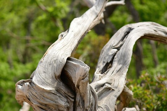 Juniperus rigida is an evergreen coniferous tree in Korea characterized by its sharp needle leaves and upright growth habit. This resilient botanical specimen flourishes in dry and sterile nature envi