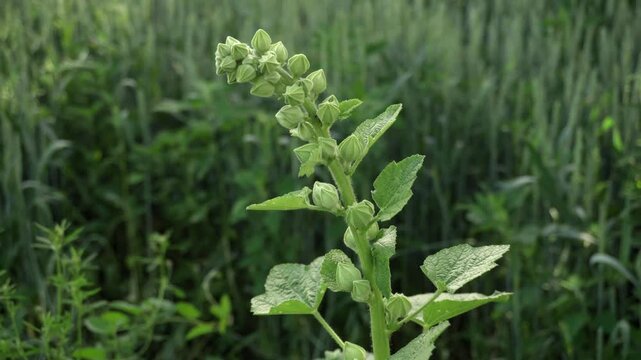 Green plant Malva with budding flowers captured in three sequential frames, showcasing the gradual growth and development against a backdrop of vibrant greenery and natural foliage