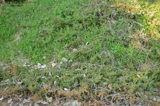 Hardy Groundcover Habitat of Creeping Juniperus Korea