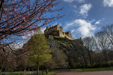 Obraz premium A view of Edinburgh Castle from Princess Street Gardens on a beautiful clear day with a cherry tree coming into bloom on the left side of the frame.