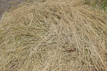 field of hay © eugen