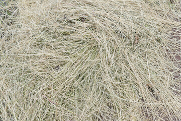 Naklejka premium dry grass background