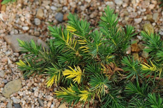 The branches of this shore Juniperus variety spread horizontally across coastal soils and cliffs in Korea. This low prostrate conifer grows densely clustered for marine ecosystem study.