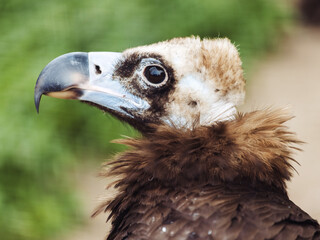Obraz premium Close up of Black vulture. Aegypius monachus.