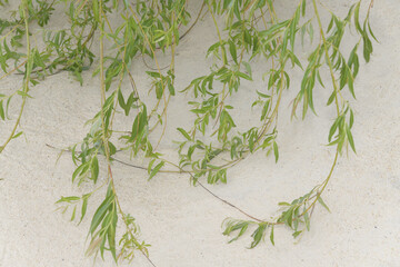 willow branch on the beach © eugen